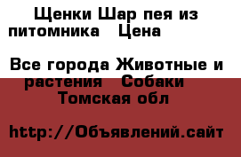 Щенки Шар пея из питомника › Цена ­ 25 000 - Все города Животные и растения » Собаки   . Томская обл.